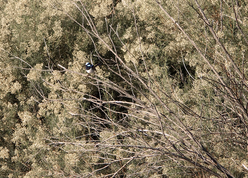 fairy wren.jpg - OLYMPUS DIGITAL CAMERA         